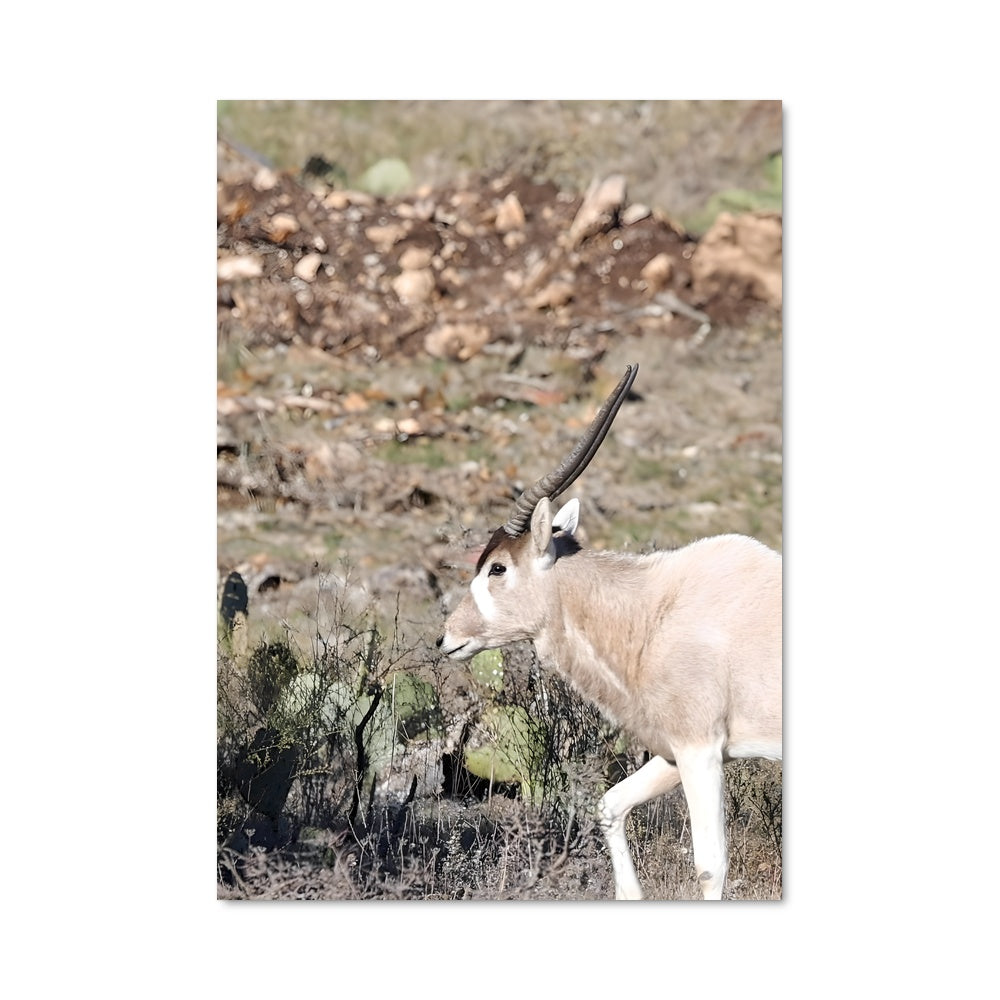 Poster La Petite Chèvre