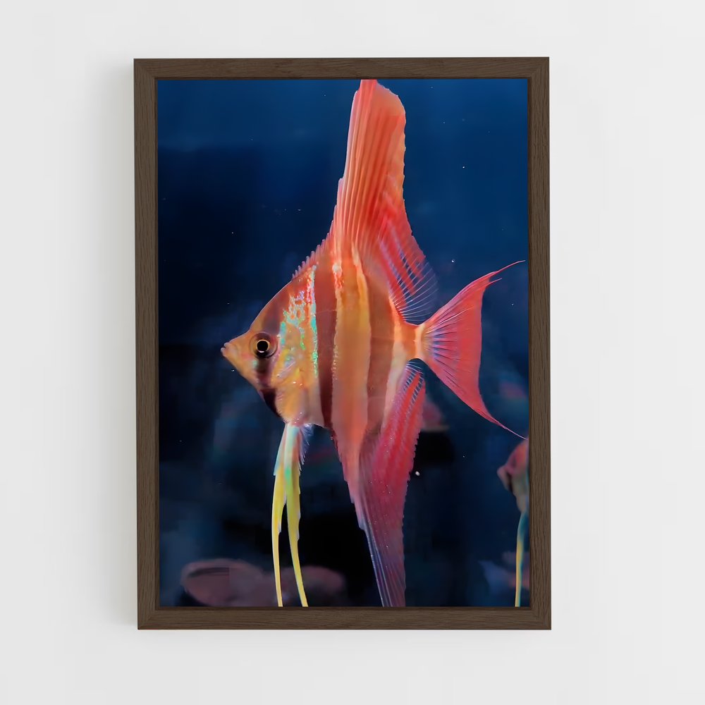 ap-angelfish-6 cadre Bois foncé