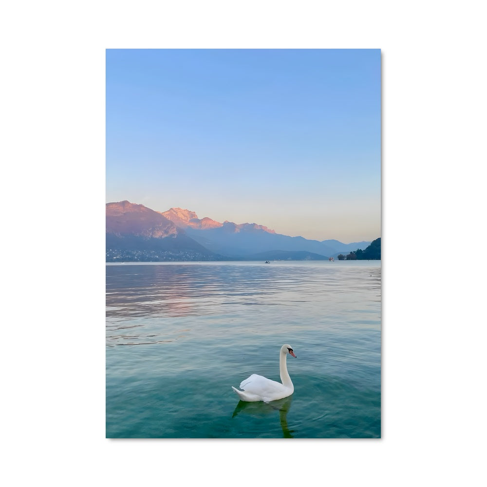 Poster Le Cygne des Montagnes