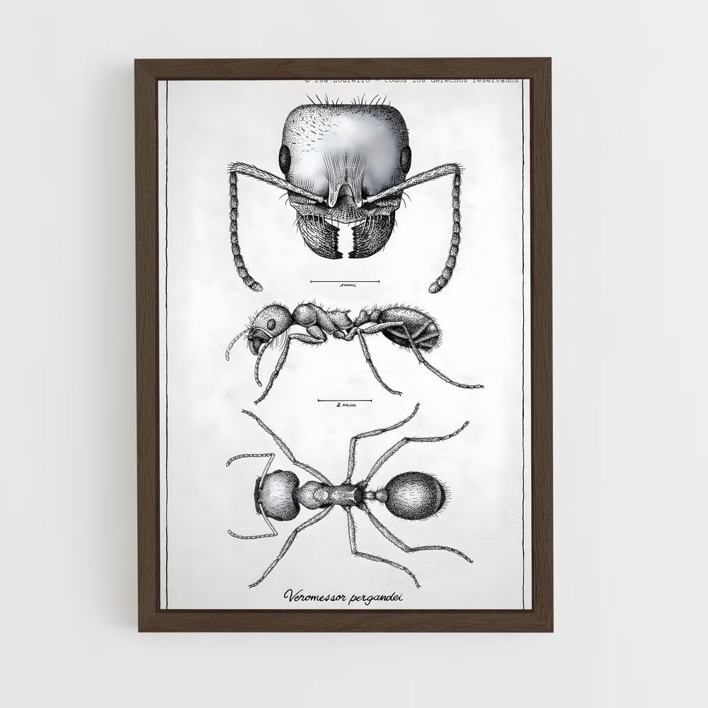 ap-ant-12 cadre Bois foncé