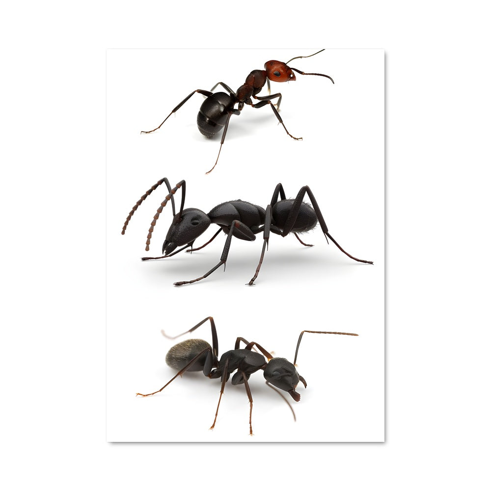 Poster La Colonie Indomptable