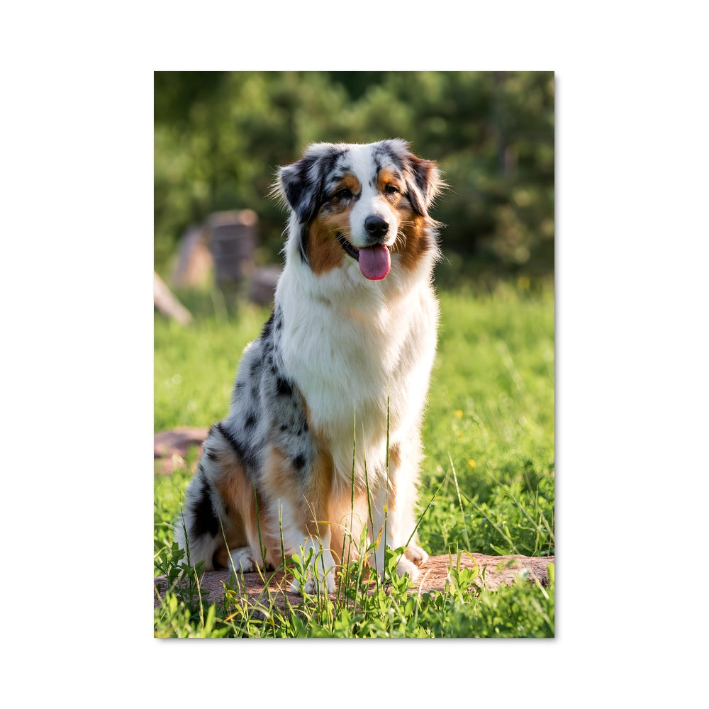 Poster Australian Joy