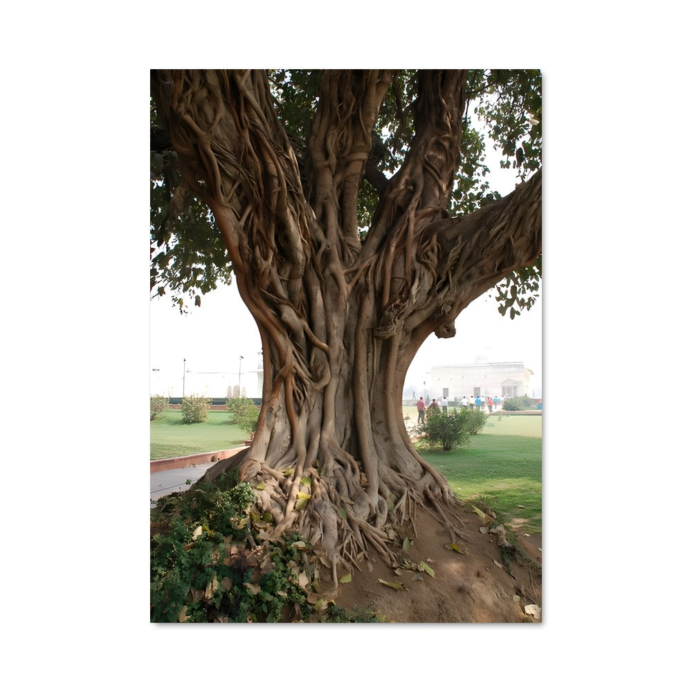 Poster Banyan tree 96921