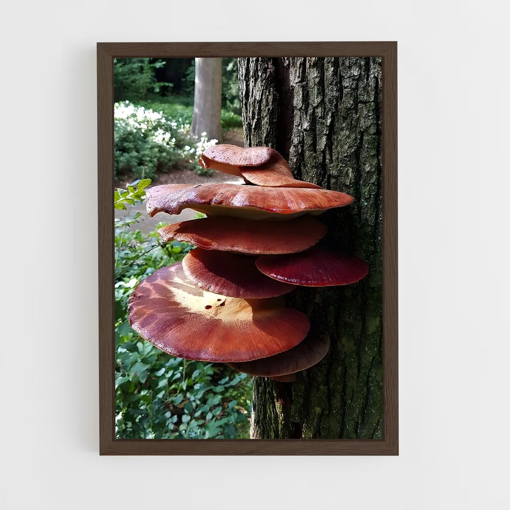 ap-beefsteak fungus-1 cadre Bois foncé