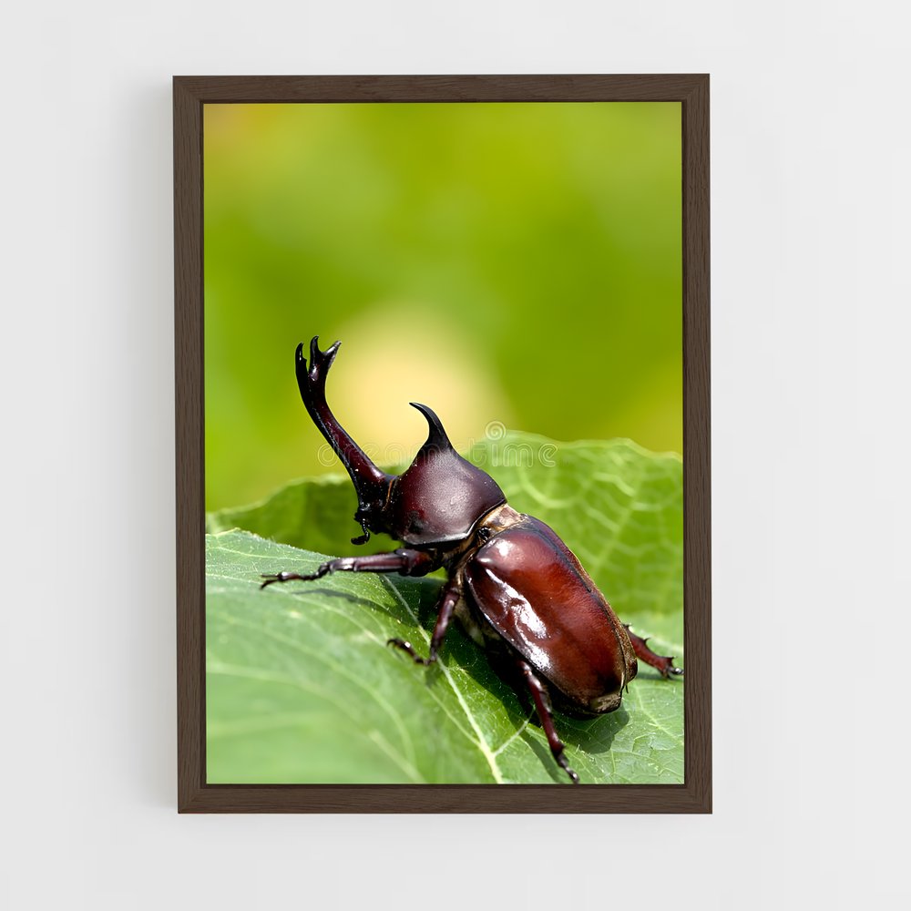 ap-beetle-2 cadre Bois foncé