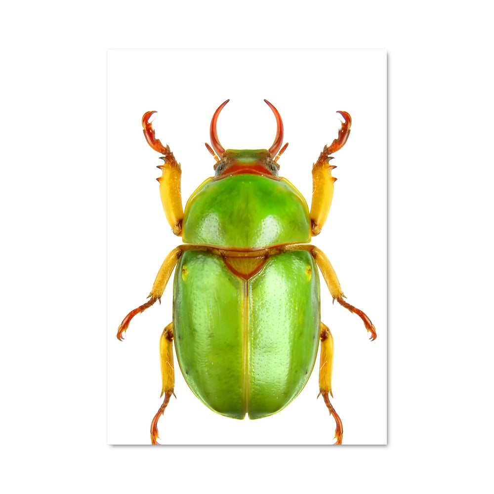 Poster Beetle 85103