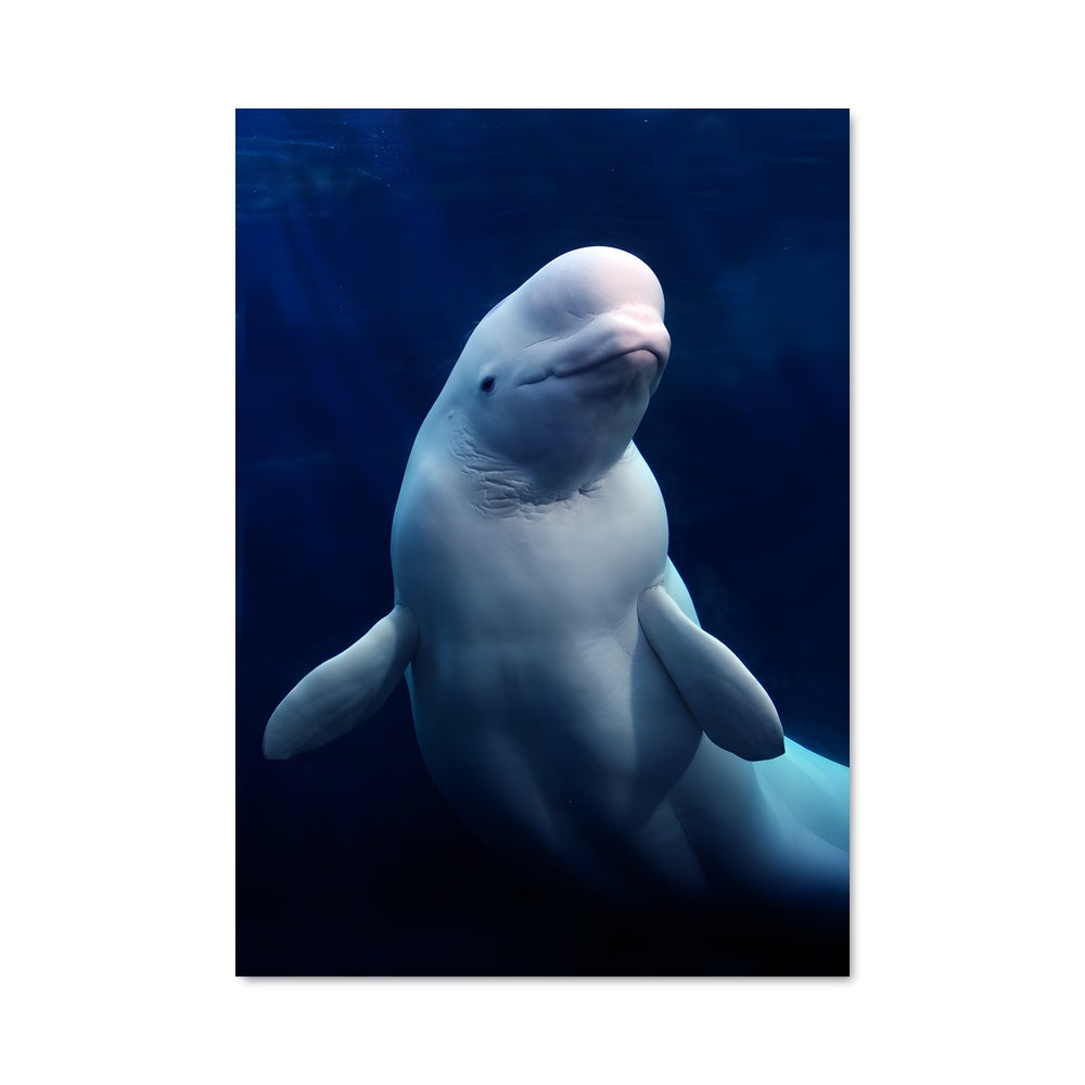 Poster Sirène des Glaces