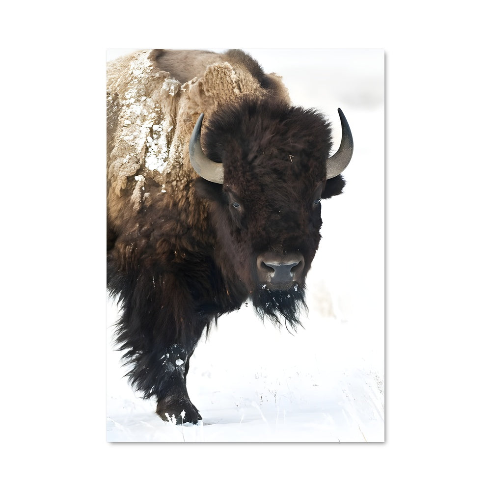 Poster Bison en Neige