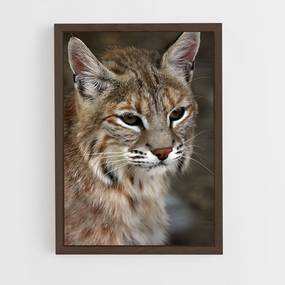 ap-bobcat-8 cadre Bois foncé