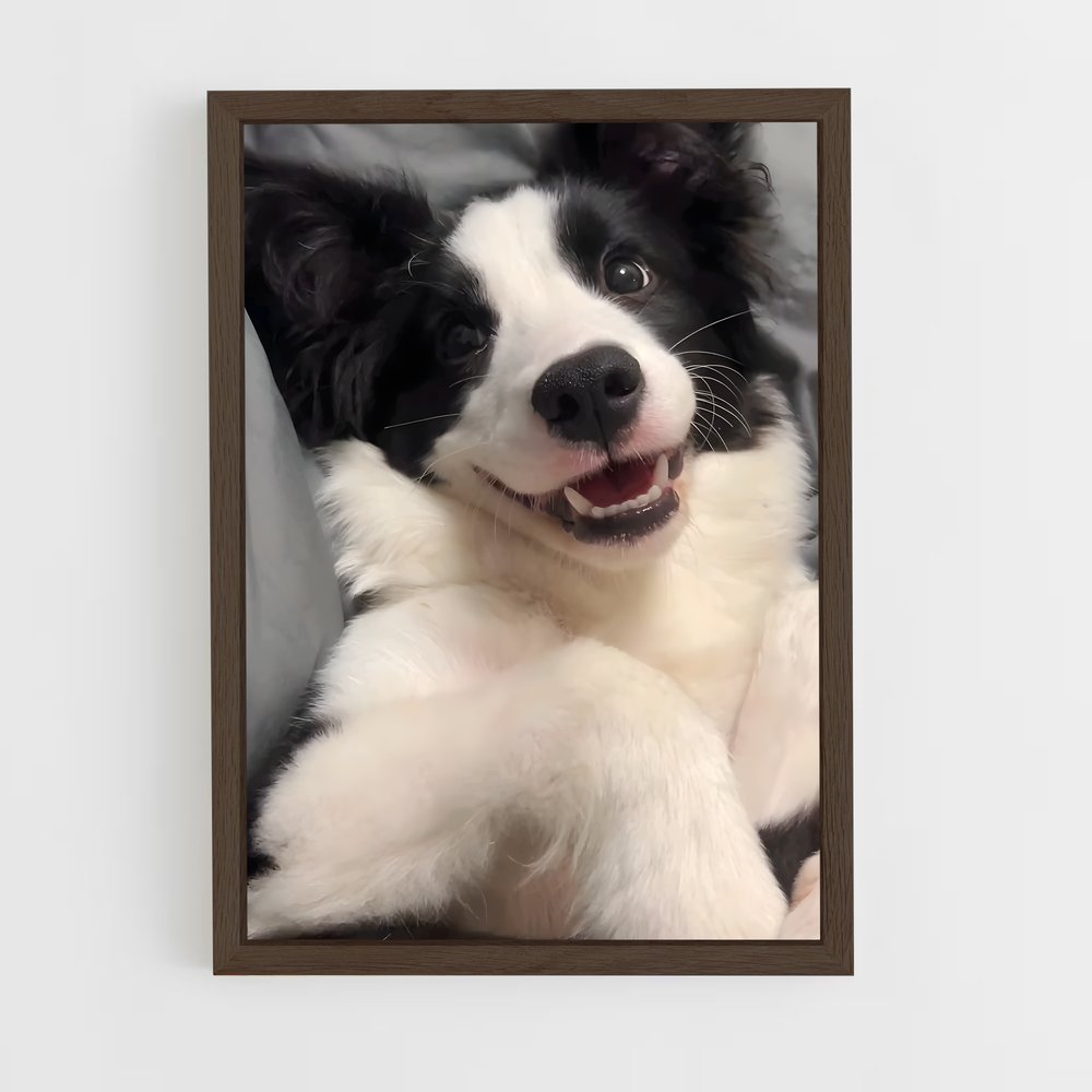ap-border collie-6 cadre Bois foncé