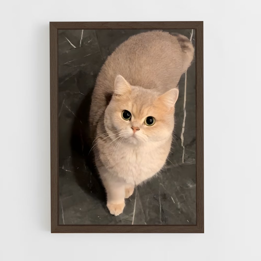 ap-british shorthair-1 cadre Bois foncé