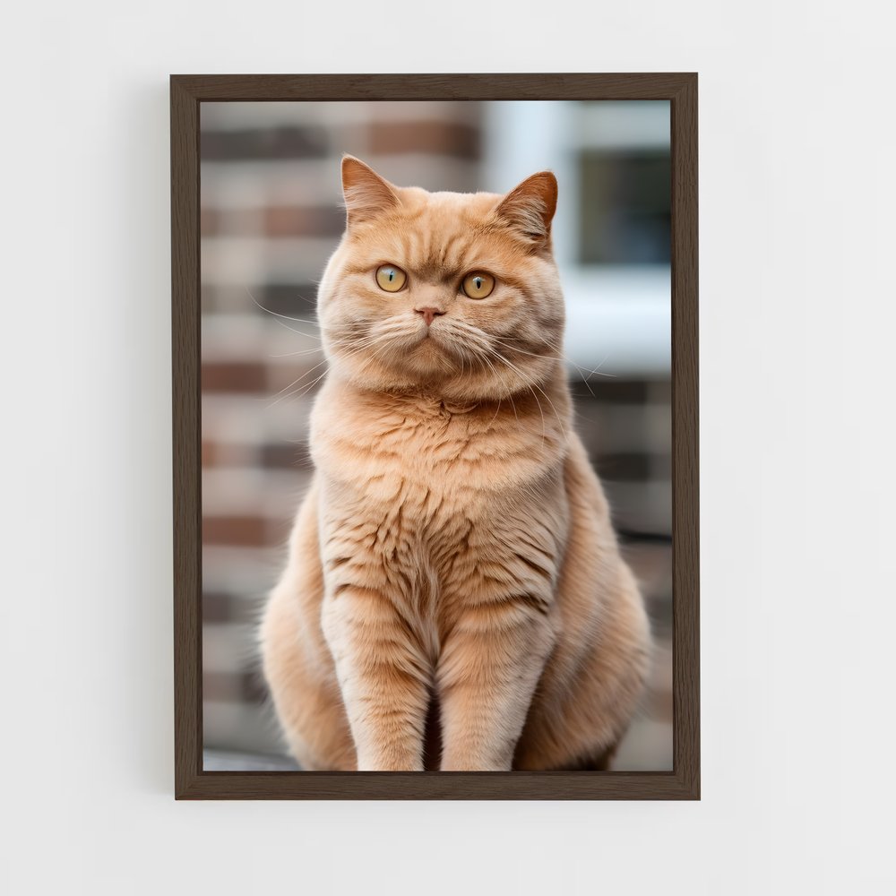 ap-british shorthair-5 cadre Bois foncé