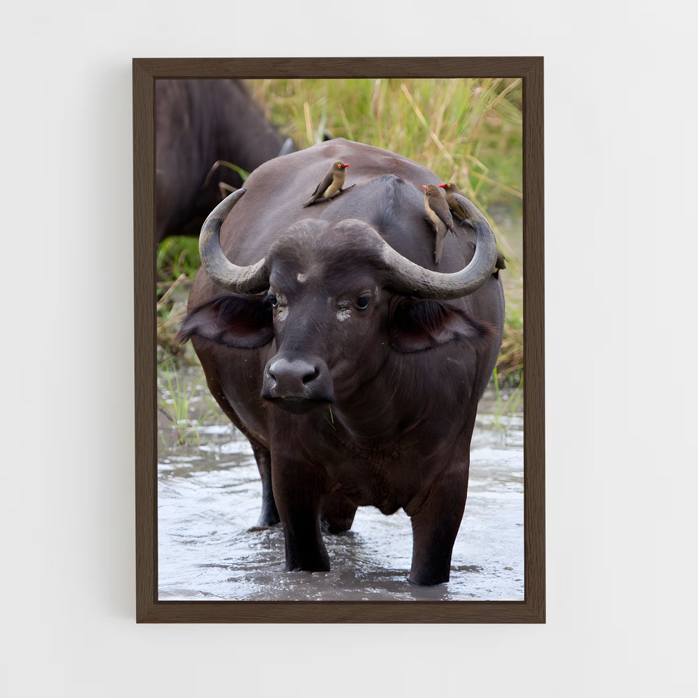 ap-buffalo-7 cadre Bois foncé