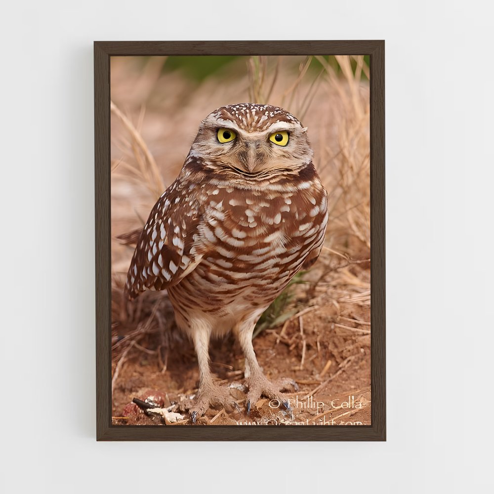 ap-burrowing owl-7 cadre Bois foncé