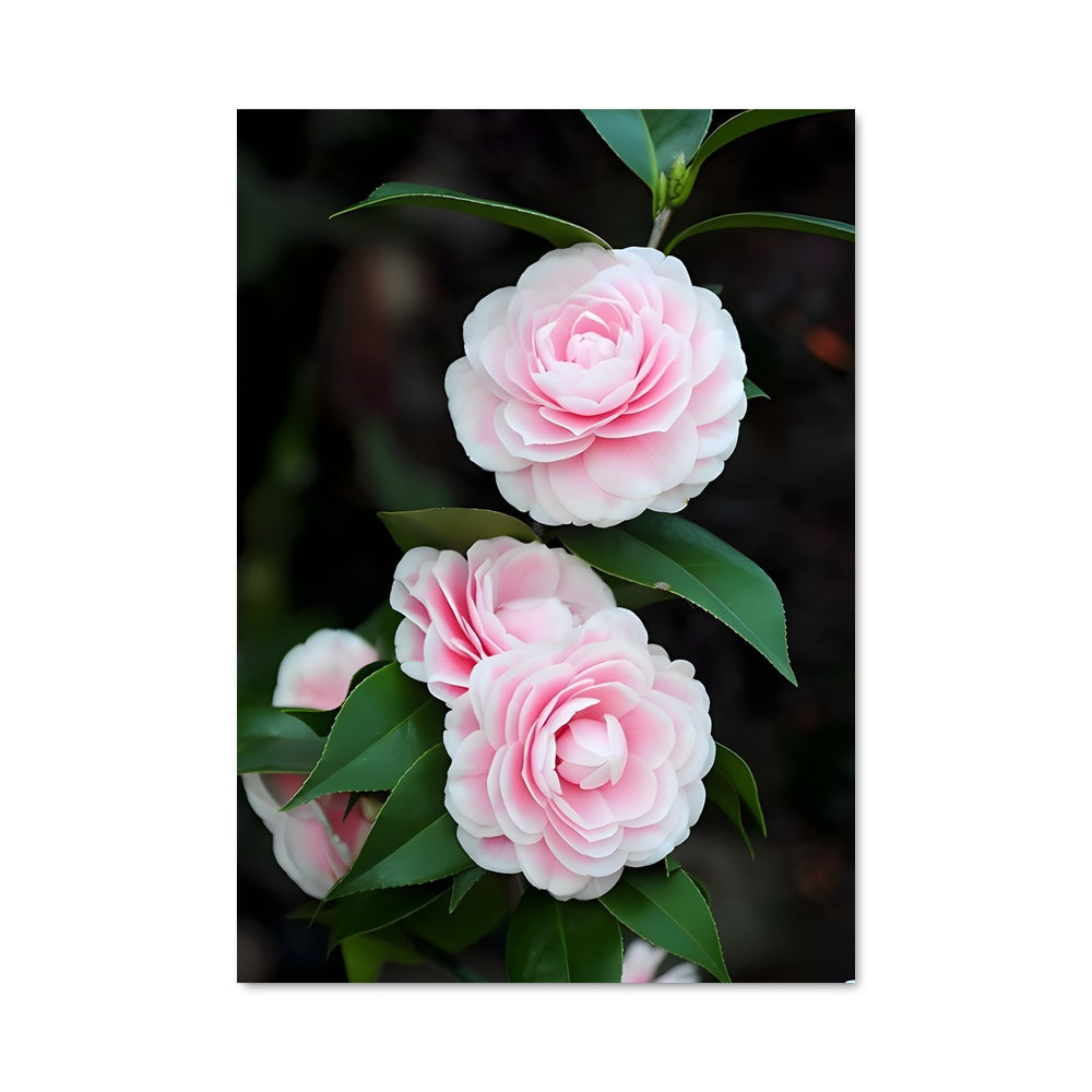 Poster Camellia 96461