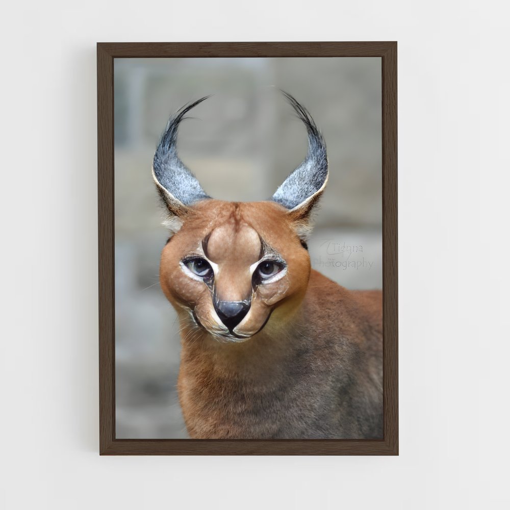 ap-caracal-5 cadre Bois foncé