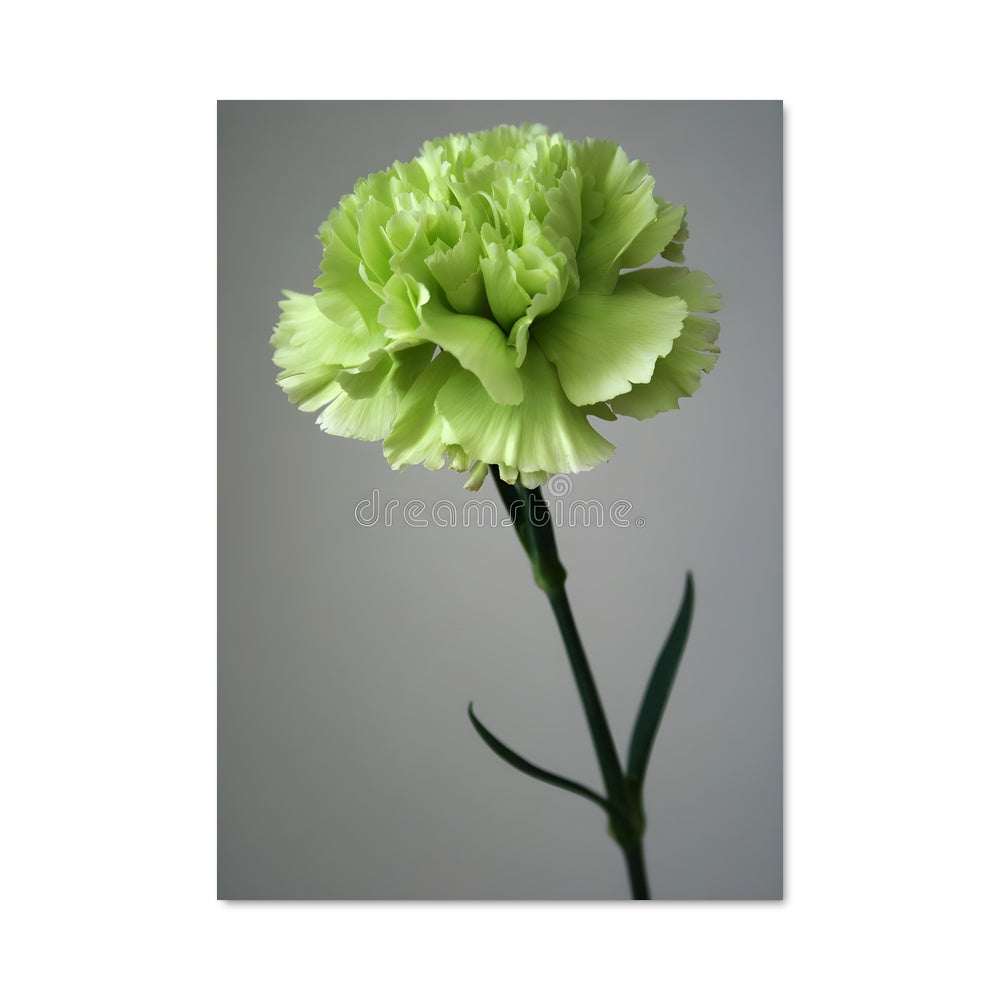 Poster Éclat de Carnation