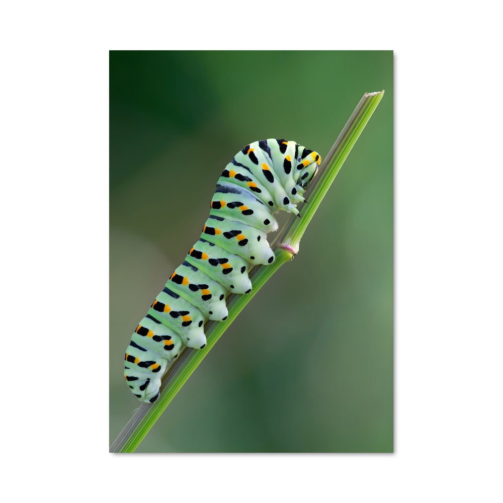 Poster Métamorphose Magique