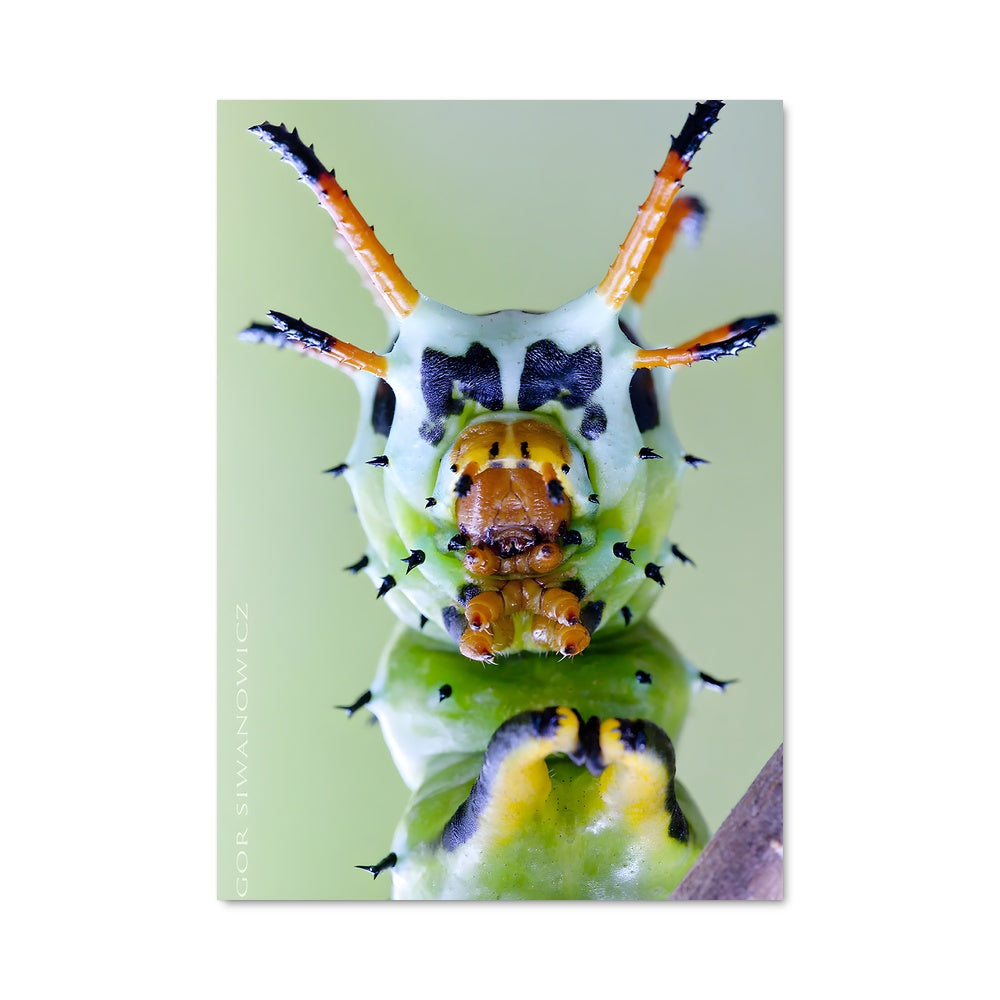 Poster Métamorphose Émeraude