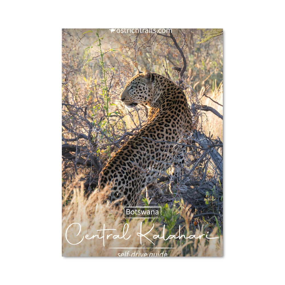 Poster Léopard du Kalahari