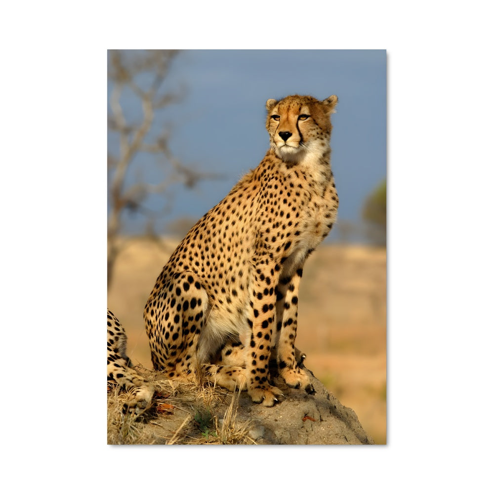 Poster Cheetah 83321