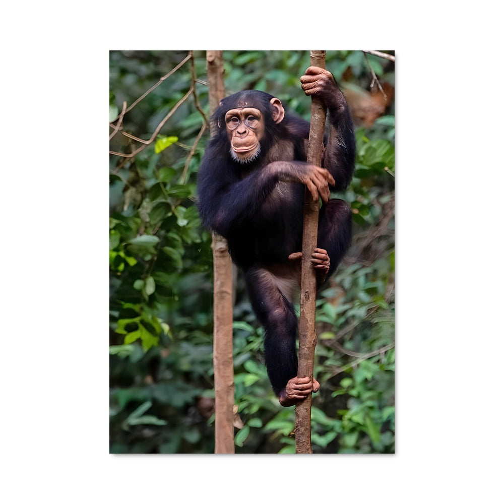 Poster Petit Grimpeur