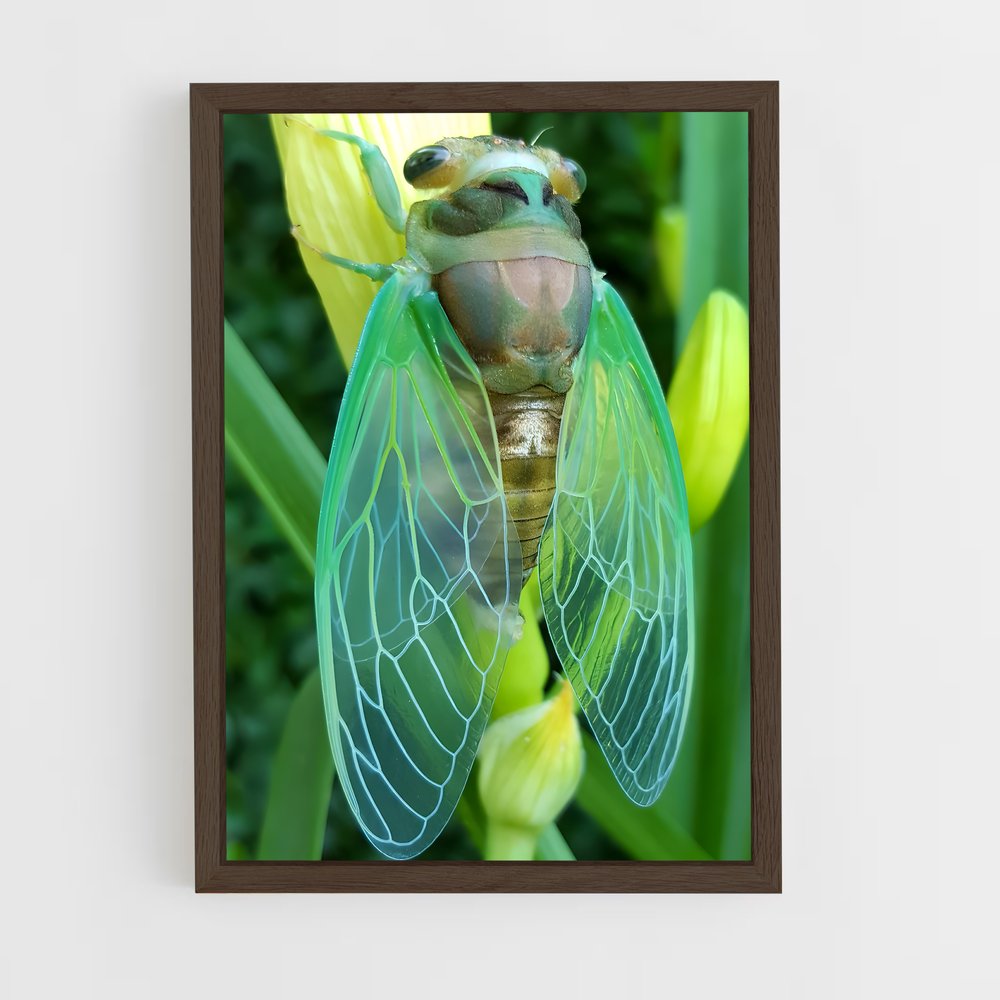 ap-cicada-1 cadre Bois foncé