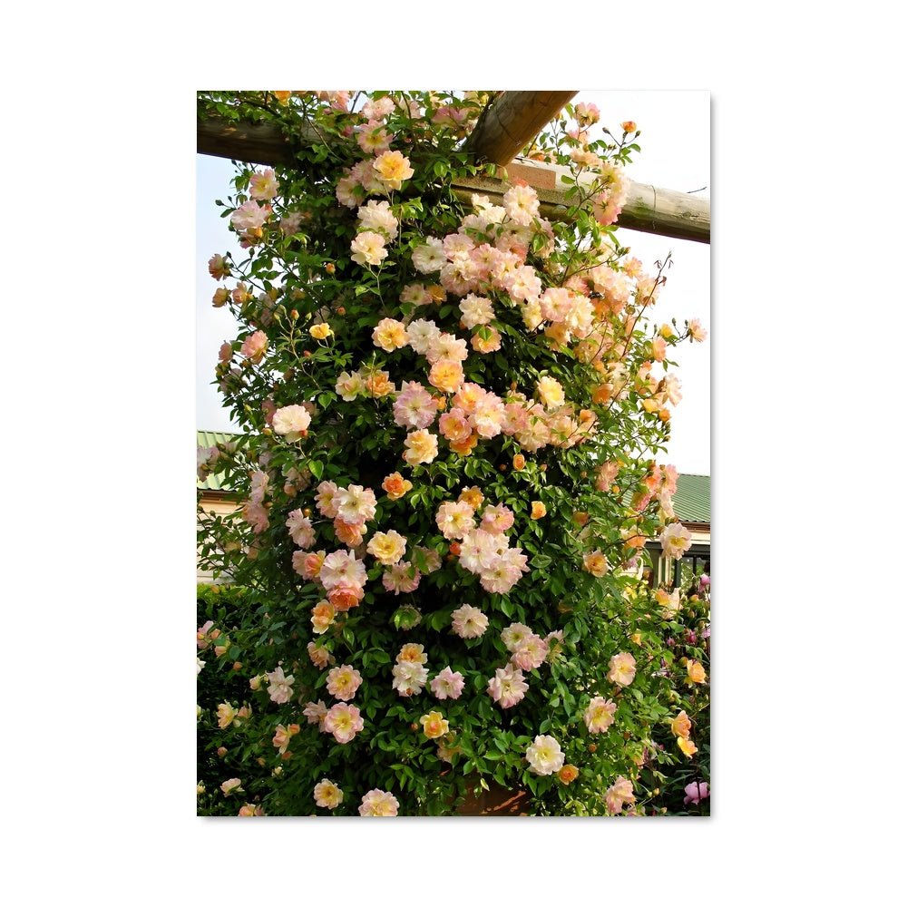 Poster Climbing rose 97038