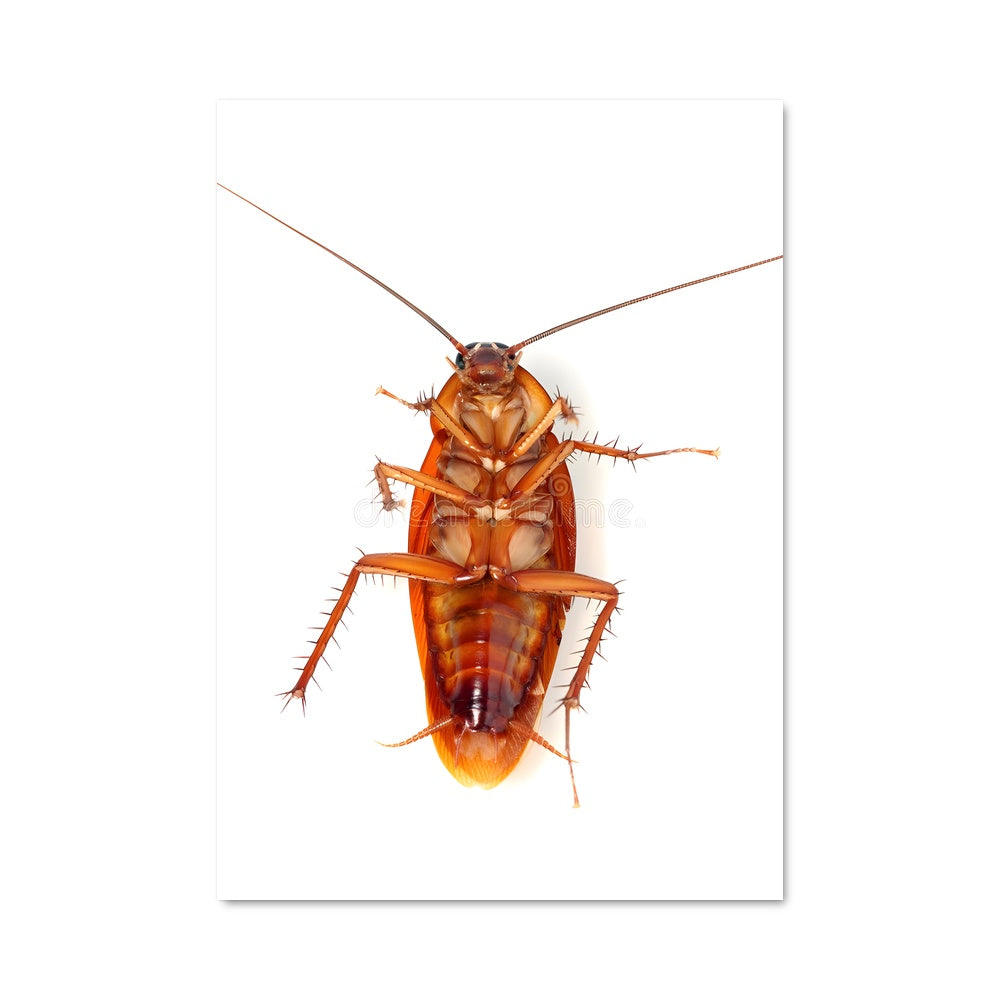 Poster Cockroach Symphony