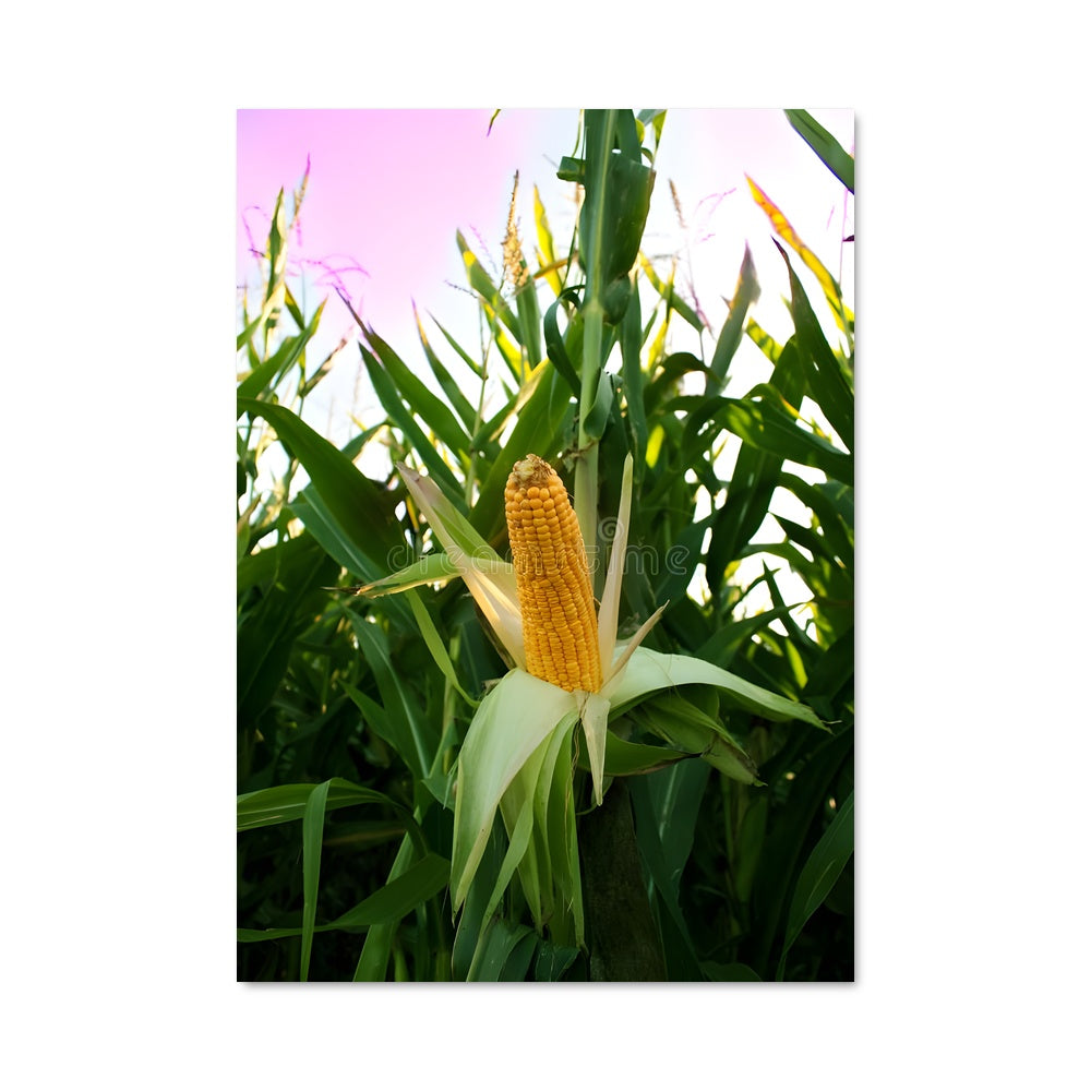 Poster Épi de Maïs