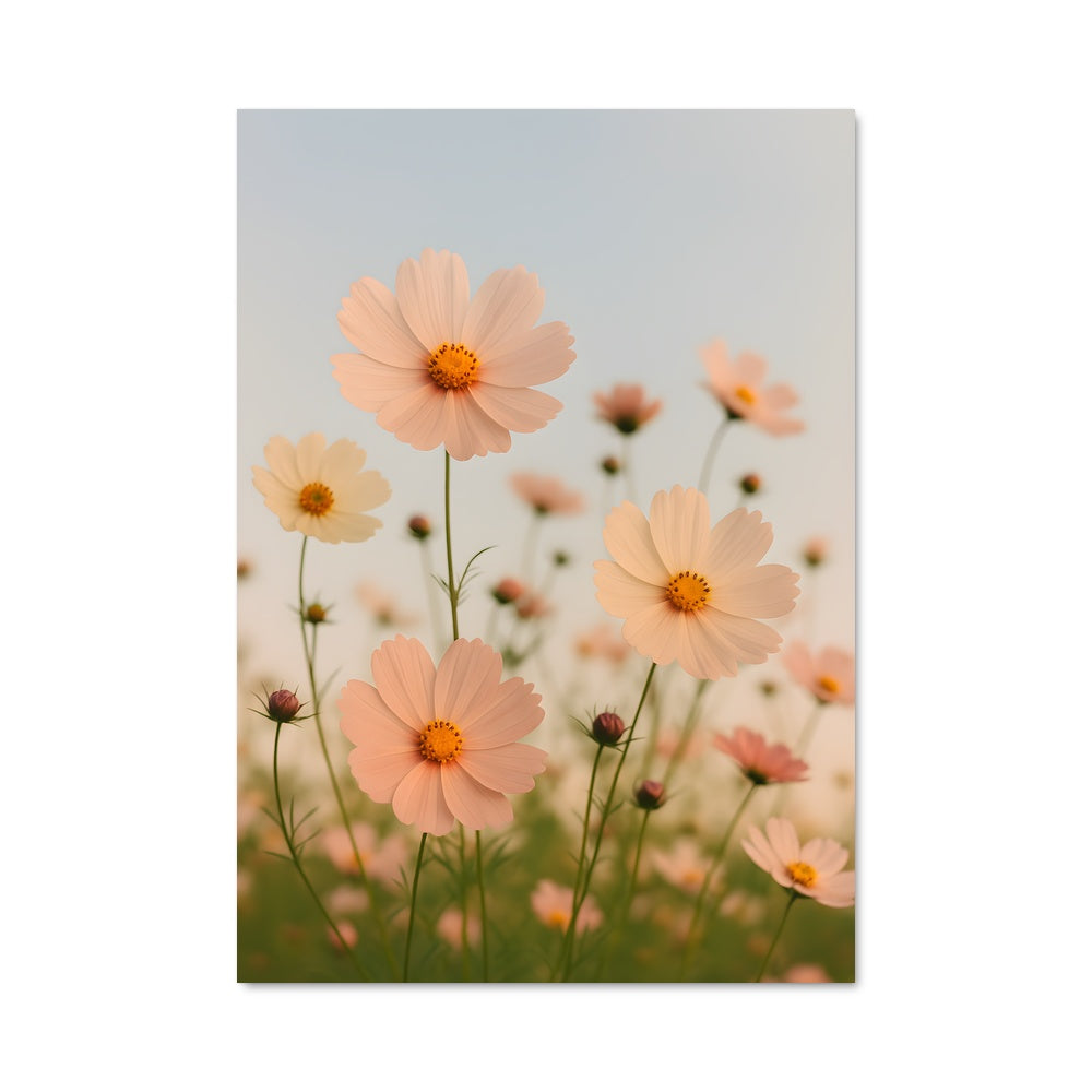 Poster Champ de Fleurs Roses