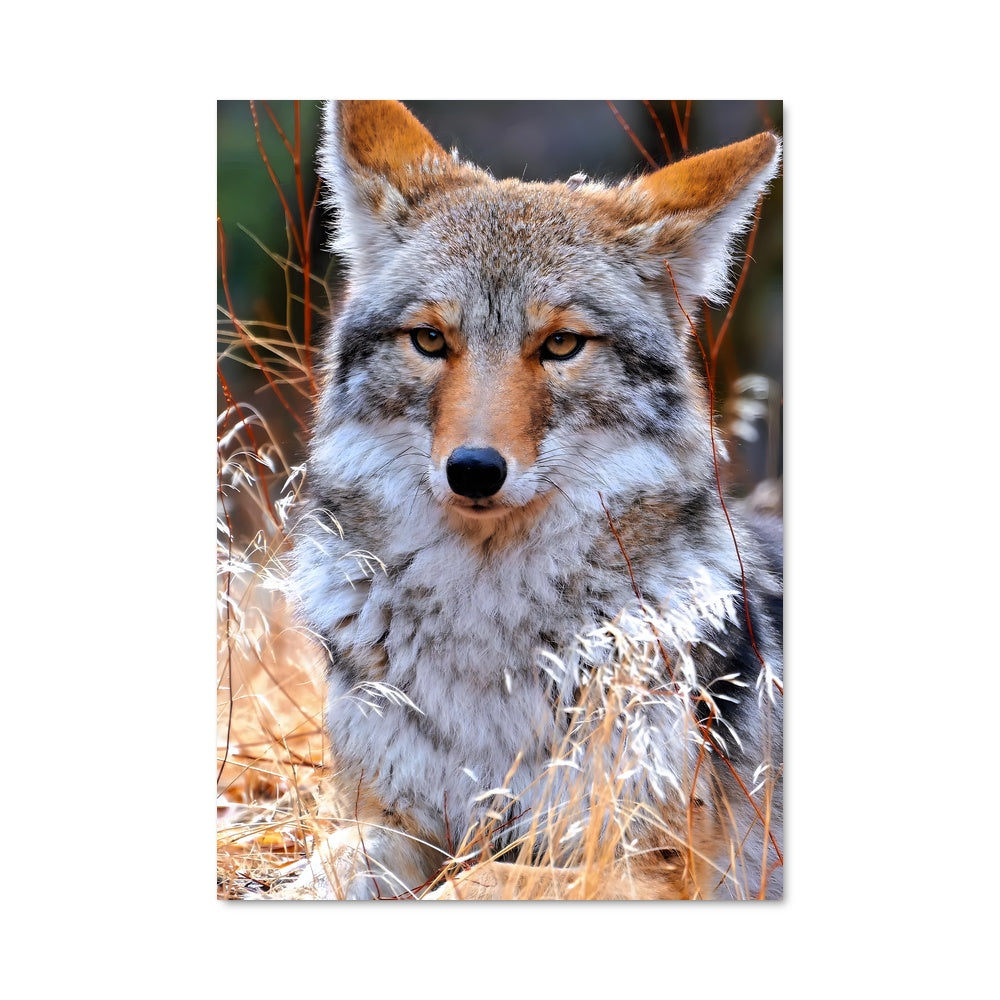 Poster Coyote 83401
