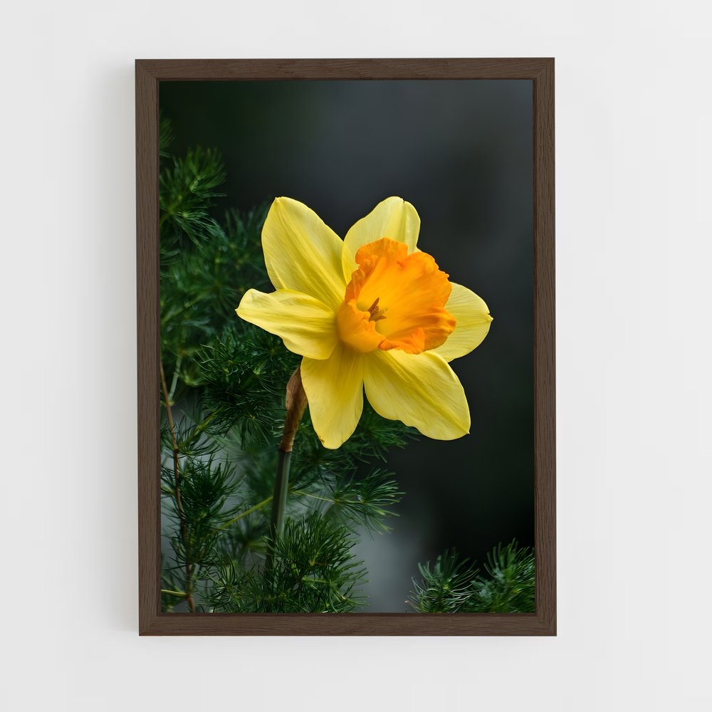 ap-daffodil-2 cadre Bois foncé