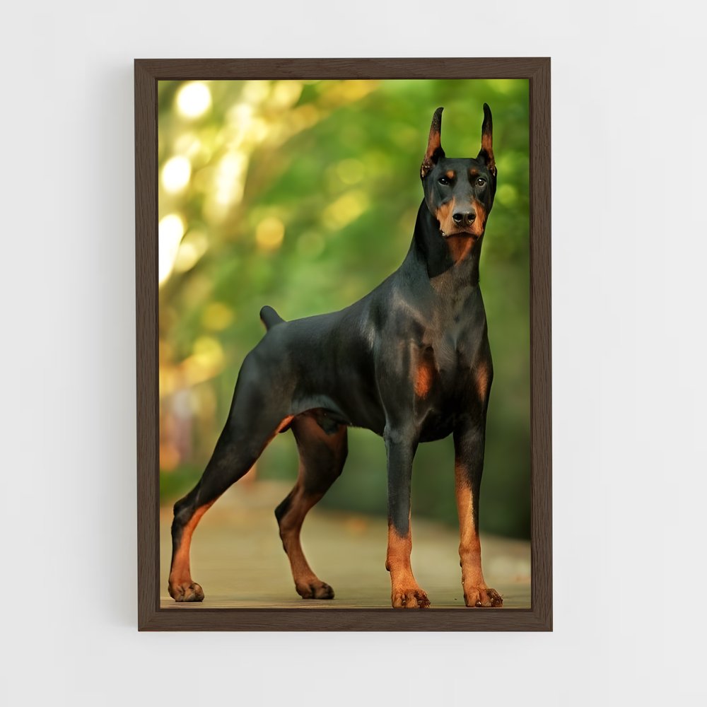 ap-doberman pinscher-6 cadre Bois foncé