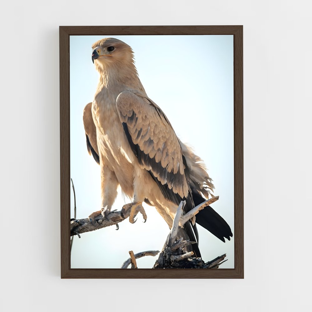 ap-eagle-6 cadre Bois foncé