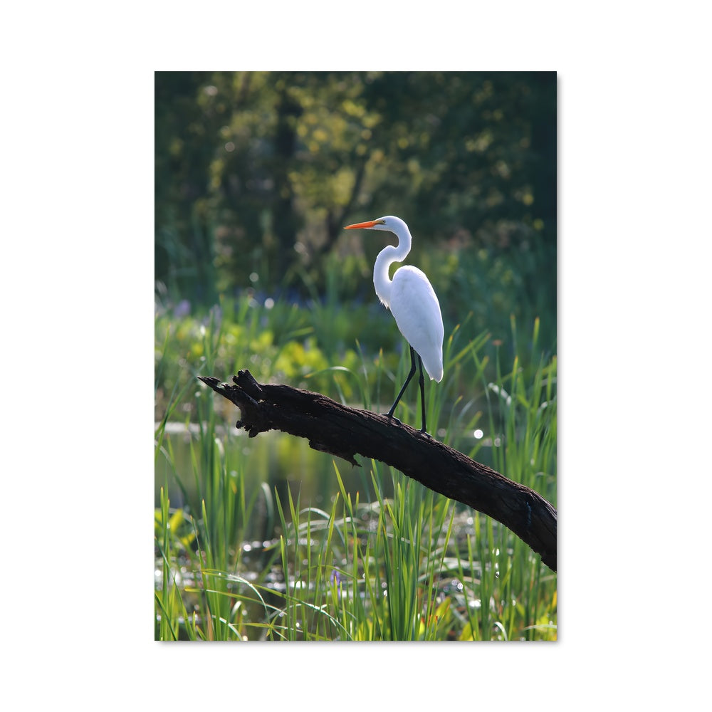 Poster Aigrette Élégante