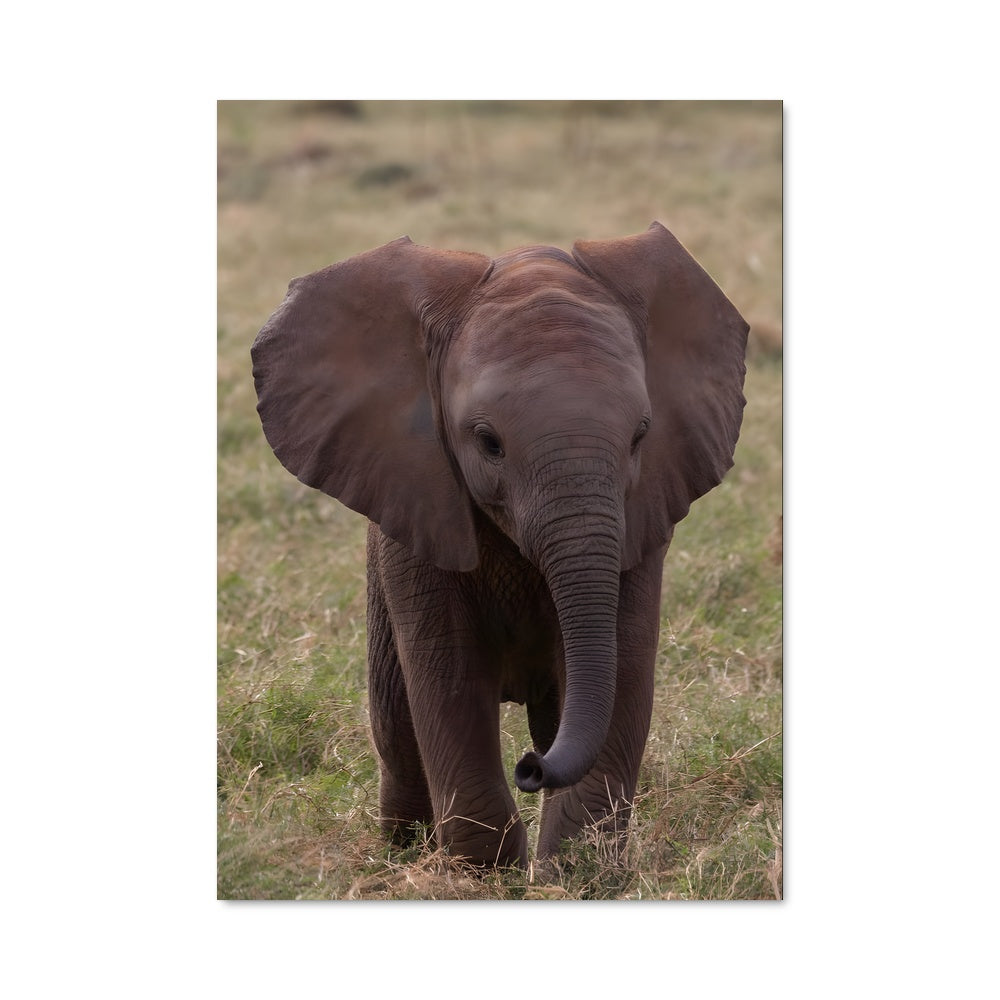 Poster La Déambulation Sauvage