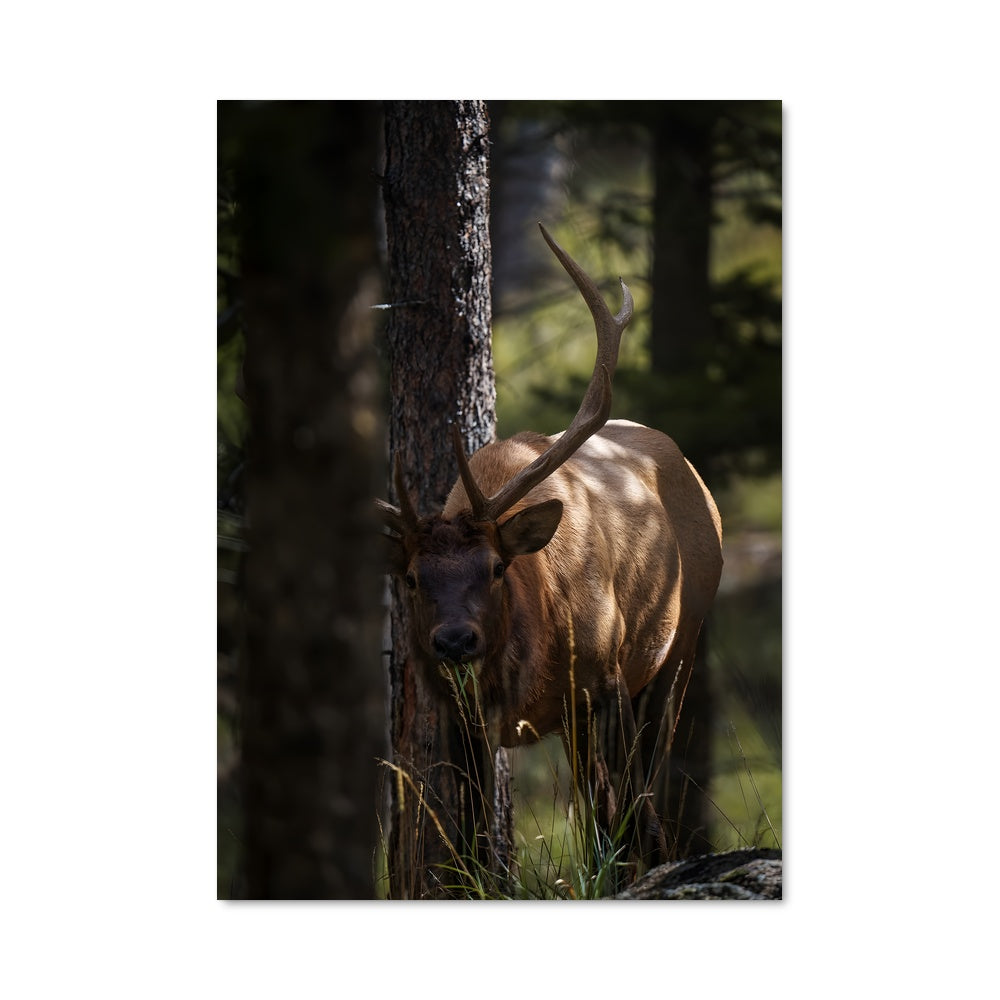 Poster L'Élan Majestueux