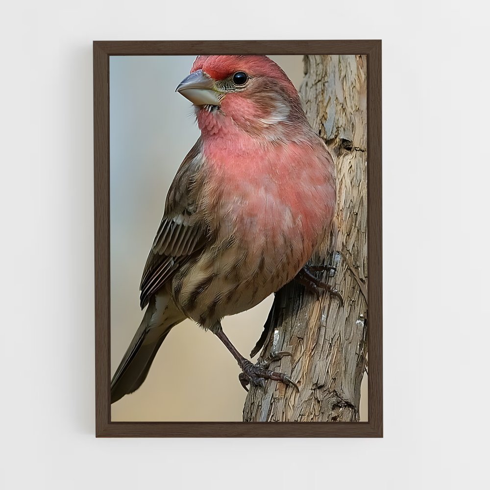 ap-finch-1 cadre Bois foncé