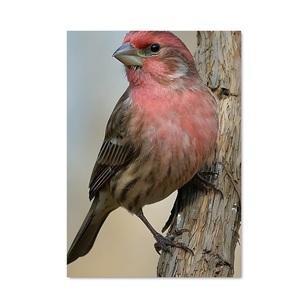 Poster Le Chardonneret