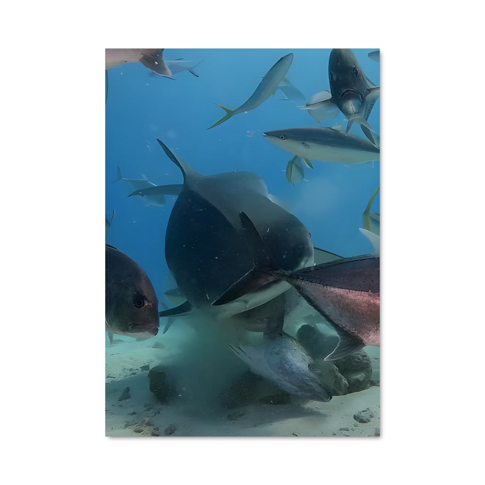 Poster Fuvahmulah 88697