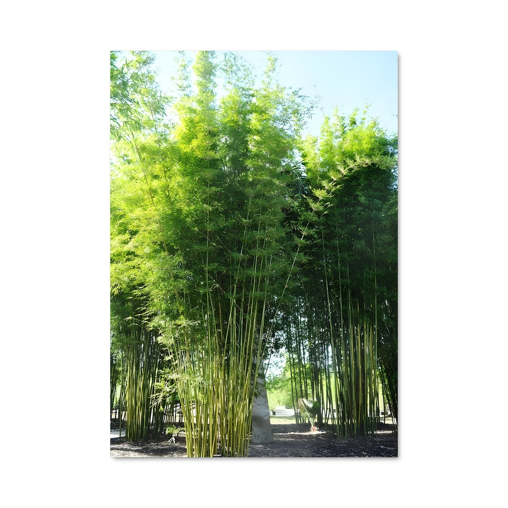 Poster Giant bamboo 96304