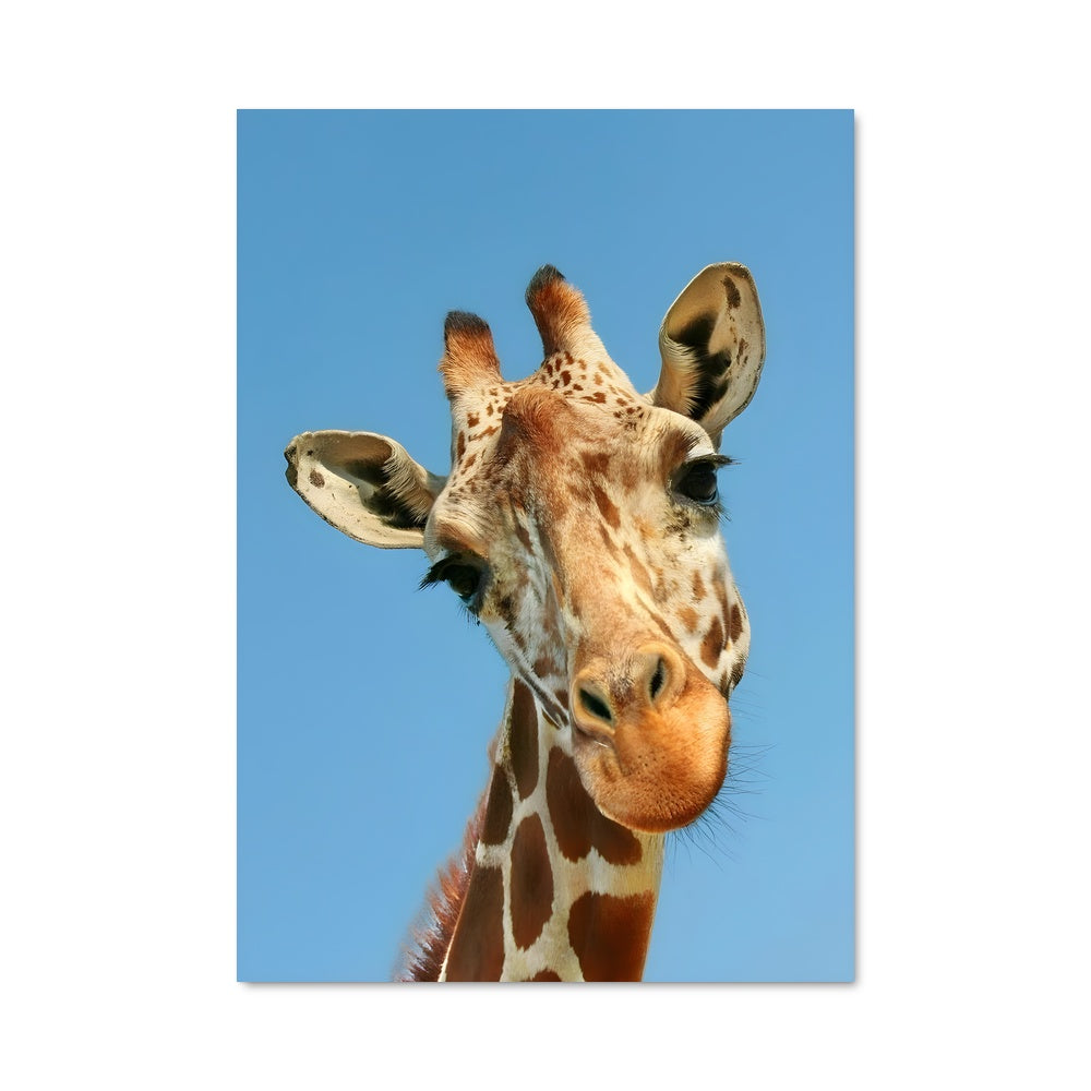 Poster Giraffe Étoilée