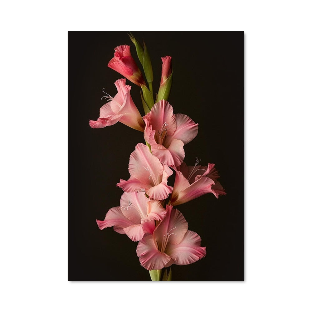 Poster Gladiolus 96552