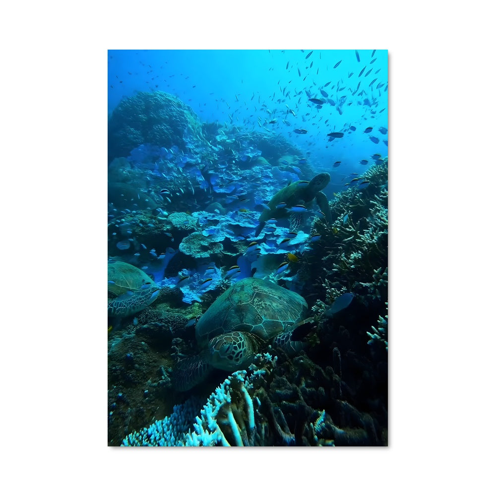 Poster Great barrier reef 93402