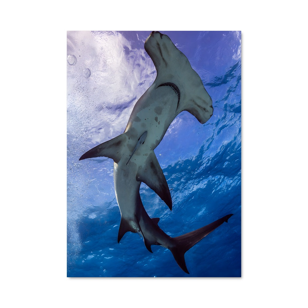 Poster Le Grand Requin Marteau
