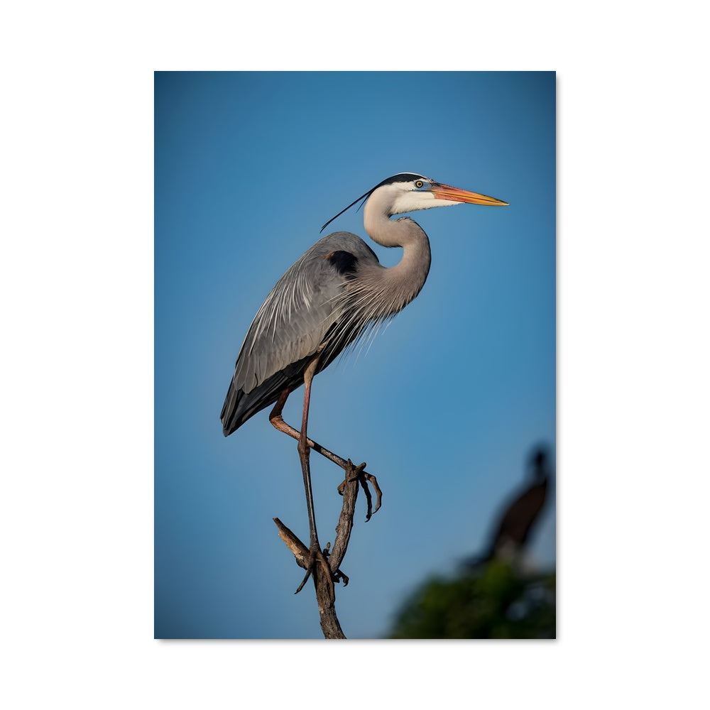 Poster Héron Majestueux