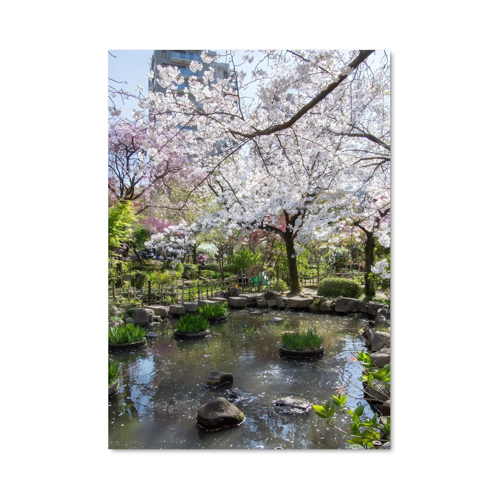 Poster Sakura Serenade