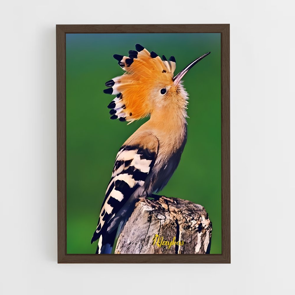 ap-hoopoe-8 cadre Bois foncé