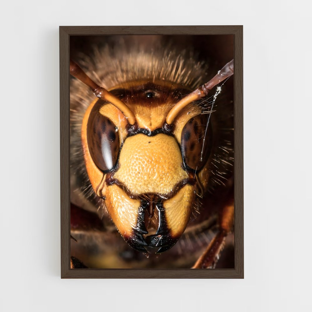 ap-hornet-6 cadre Bois foncé